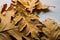 Close up view of fallen autumn leaves on wooden background. Oak leaves composition. Autumnal background.