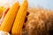 Close-up view of the farmer holding corn in the dry corn field with orange sunlight showcases the essence of agriculture.