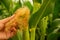 Close-up view of farmer\'s hand delicately holding the wispy strands of corn silk amidst the lush cornfield