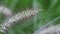 Close up view of feather grass reed wet with rain drops