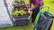 Close up view of female figure working with strawberry plants in pallet collar raised bed.