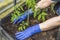 Close up view of female hands in blue gloves planting tomato seedling in greenhouse.