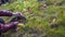 Close up view of female hands cutting young raspberry plants in garden.