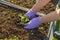 Close up view of female hands in  gloves working with strawberry plants in pallet collar raised bed. Gardening concept.