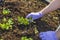 Close up view of female hands in  gloves working with strawberry plants in pallet collar raised bed. Gardening concept.