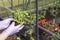 Close up view of female hands in  gloves working with strawberry plants in pallet collar raised bed. Gardening concept.
