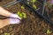 Close up view of female hands in gloves working with strawberry plants in pallet collar raised bed. Gardening concept.