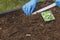 Close up view of female hands planting a ribbon with salad seeds into ground in garden bed.