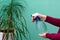 Close up view of a female hands, which are spraying water on leaves of dracaena plant at home.