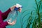 Close up view of a female hands, which are spraying water on leaves of dracaena plant at home.