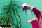 Close up view of a female hands, which are spraying water on leaves of dracaena plant at home.