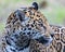 Close-up view of a female Jaguar