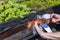 Close up view of female protecting plants in pall from snails with copper snail tape.