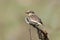 Close up view on a female whinchat Saxicola rubetra with a grasshoper in beak.