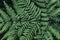 close-up view of a fern leaf. Concept of green virgin and fresh nature