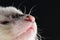 Close up view of ferret face