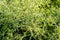 Close-up view of the fField Eryngo Eryngium campestre, a spiny plant used in medicine