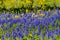 Close up View of a Field Blanketed with the Famous Texas Bluebonnet and Other Assorted Wildflowers
