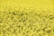 Close up view of field of bright yellow flowers of Rapeseed Brassica napus