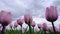 Close up view on Field or meadow ofpink, white and lilac tulips and dramatic skyline. Tulips flowers sway in the wind