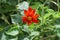 Close up view of a fiery orange color Mexican sunflower blooming in the garden