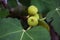 A close-up view of the fig tree fruits and an ant on them with a faded background of the garden