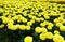 Close up view of a filed of yellow flowers