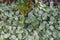 Close up view of Fittonia Albivenis tropical flowers. Beautiful nature backgrounds.