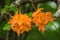 Close-up View of Flame Azalea Flowers â€“ Rhododendron calendulaceum