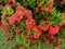 Close up view of flame of the woods plant in the garden