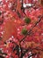 Close-up view of the flaming fall foliage and seed pods of Sweetgum