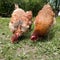 A close-up view of a flock of chickens grazing grass in the yard, organic poultry farming outdoors, a group of free-range birds in