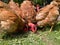 A close-up view of a flock of chickens grazing grass in the yard, organic poultry farming outdoors, a group of free-range birds in