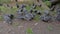 Close up view: flock of pigeons eating bread crumbs on ground - slow motion