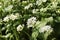 Close-up view of a flower of the bear garlic - Allium ursinum -