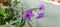 A close up view of a flower called Ruellia angustifolia or purple golden