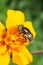 Close-up view of flower caucasian flies hoverfly Eristalinus aeneus on bright inflorescence of yellow marigold Tagetes erecta