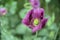 Close up view on flower of Papaver somniferum, beautifull poppy flowers