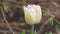 Close up view of flower tulip  isolated on  background.