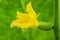 Close-up view of flowering small cucumber growing in greenhouse on eco agricultural farm