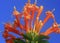 Close up view of flowing Honeysuckle flower