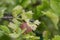 Close up view of a fly on a leaf of gooseberry bush. Beautiful nature backgrounds