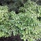 Close-up view of the foliage of crape jasmine plant