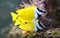 Close-up view of a Foxface rabbitfish