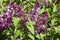 Close up view of fresh budding beautiful Persian lilac flowers