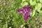 Close up view of fresh budding beautiful Persian lilac flowers