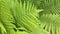 Close-up view of fresh fern leaves in a delicate green color.