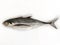 Close up view of Fresh Finletted Mackerel Fish or Torpedo Scad Fish Isolated on White background,Selective focus