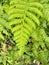 close-up view of fresh green ornamental fern leaves