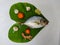 Close up view of fresh Malabar Trevally Fish decorated with curry leaves , tomato,lemon slice and herbs on a white Background